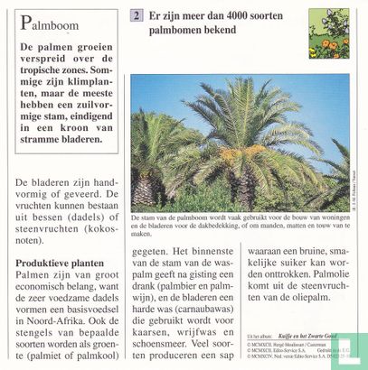 Planten: Bestaan er veel soorten palmbomen? - Image 2