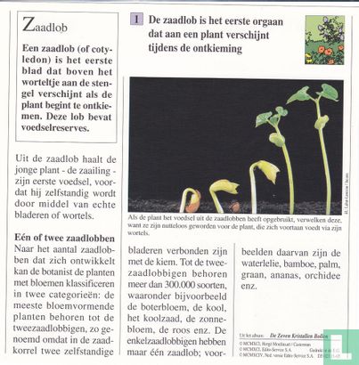 Planten: Wat is bij een plant de zaadlob? - Image 2