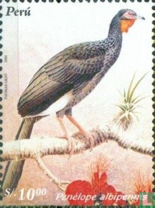Whiete-winged Guan