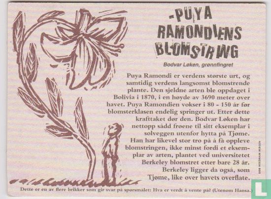 Puya ramondiens blomstring - Image 1