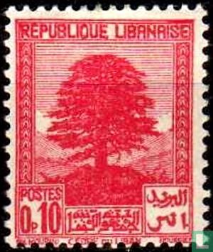 Lebanon cedar