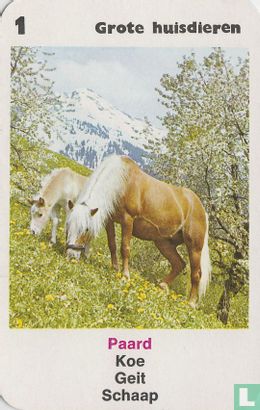 Paard - Afbeelding 1