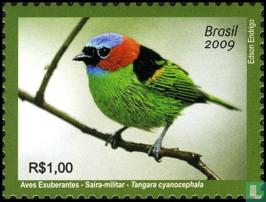 Red-necked tanager