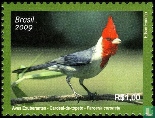 Cardinal à huppe rouge