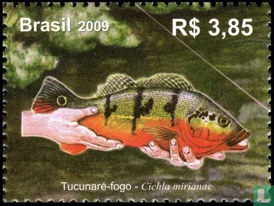 Brazilian Rivers - Peacock Bass