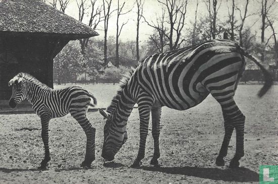 Zebra met jong - Bild 1