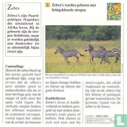 Wilde dieren: Hebben zebra's al strepen bij de geboorte? - Image 2