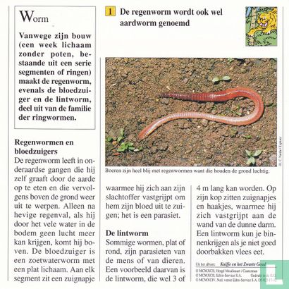 Wilde dieren: Hoe wordt de regenworm ook wel genoemd? - Image 2
