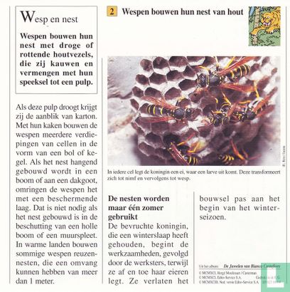 Wilde dieren: Waarmee bouwen de wespen hun nest? - Image 2