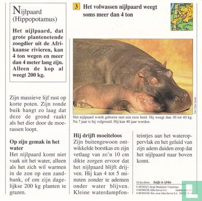 Wilde dieren: Wat is het gewicht van een volwassen nijlpaard? - Image 2