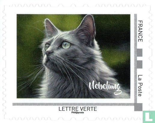 Chats d'Europe Continentale