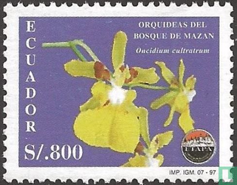 Orchideen aus dem Mazán Regenwald - Bild 1