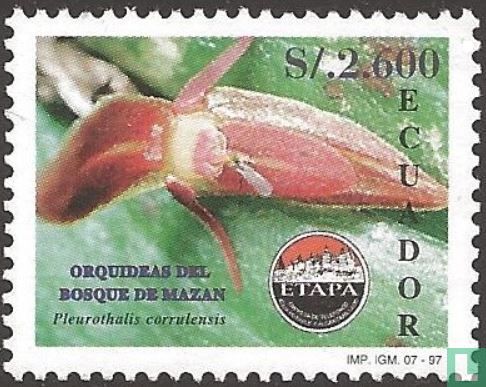 Orchideeën uit het Mazán regenwoud - Afbeelding 1