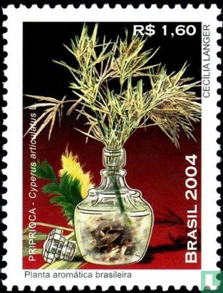 Aromatic plants - Priprioca