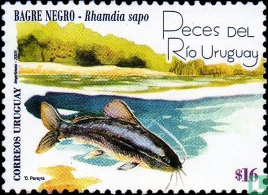 Fish of the Río Uruguay 