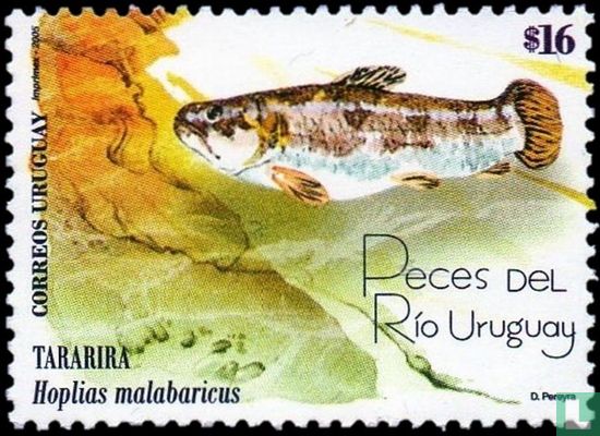 Fish of the Río Uruguay 
