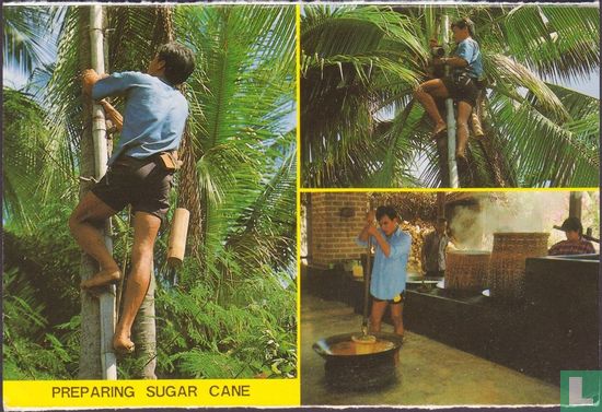 Preparing Sugar Cane