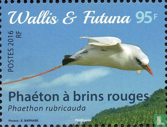 Birds of Wallis and Futuna 