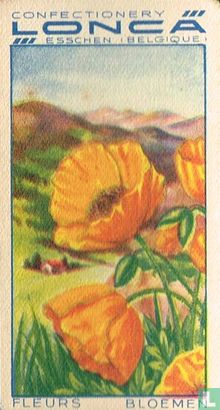 Alpijnsche papaver - Afbeelding 1