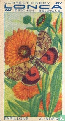 Catocala electa - Image 1