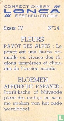 Alpijnsche papaver - Afbeelding 2