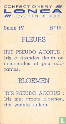 Iris pseudo acorus - Image 2