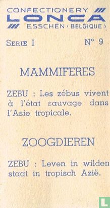 Zebu - Bild 2