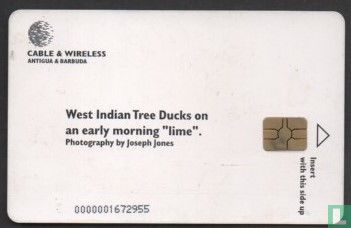 West Indian Tree Ducks - Afbeelding 2