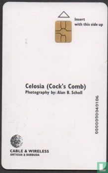 Celosia (Cock's Comb) - Bild 2