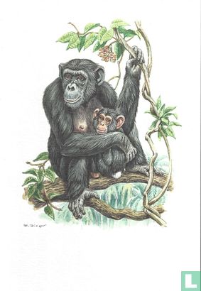 Zoogdieren - Chimpansee