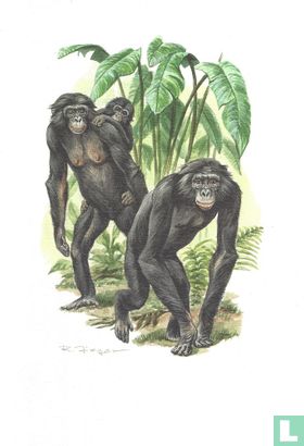 Zoogdieren - Bonobo