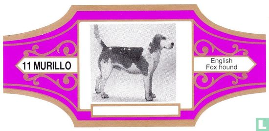 English Fox hound - Image 1
