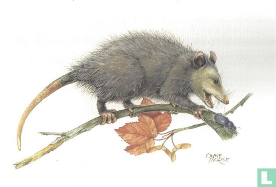 Zoogdieren - Virginiaanse opossum