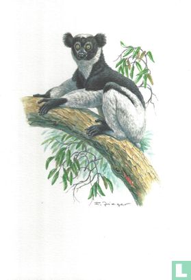 Zoogdieren - Indri