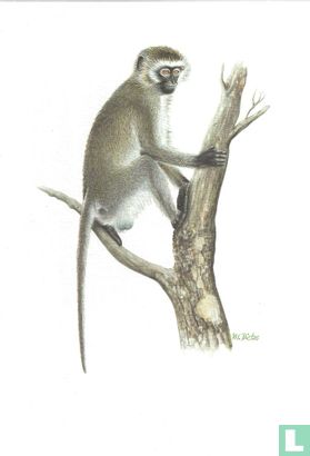 Zoogdieren - Groene meerkat