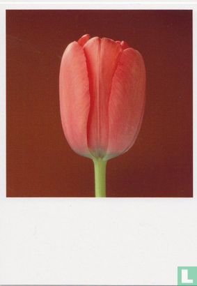 Tulip, 1988 - Afbeelding 1