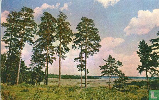 Bomen en veld - Bild 1