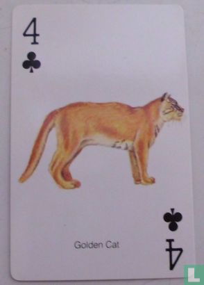 Golden Cat - Image 1