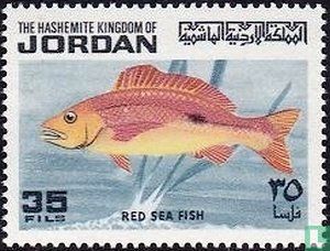Fish of the Red Sea
