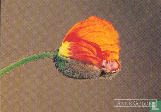 Anne Geddes: Orange Poppy