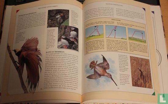 Vogels kijken  - Image 3