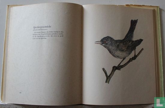 Vogel aus Wald und Flur - Image 3