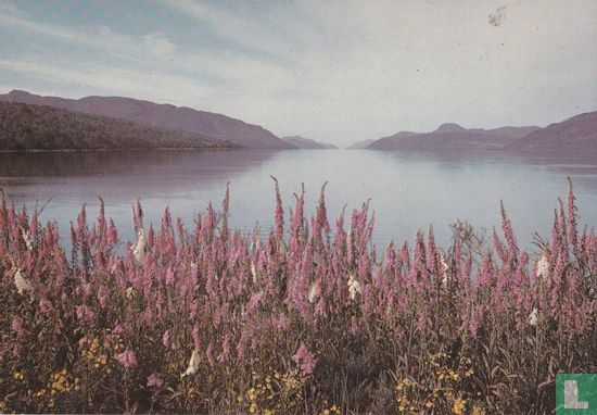 Schotland: Foxgloves at Loch Ness 