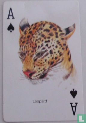 Leopard - Afbeelding 1