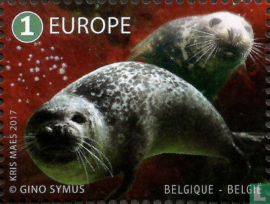 Grey Seal and Harbor Seal