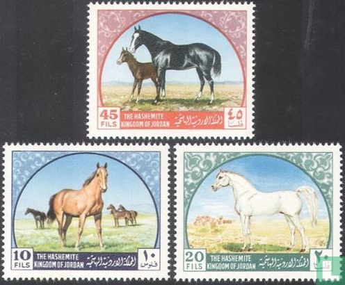 Arabische paarden 
