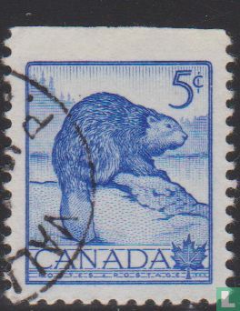 castor canadien