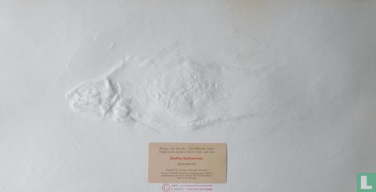 Uudina harlemensis (Quastenflosser) [Coelacanth] - Bild 2