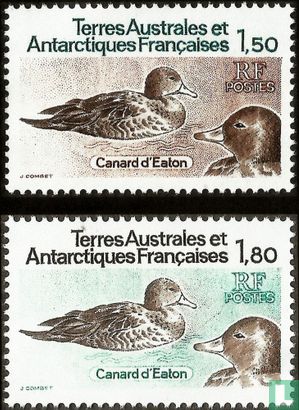 Eaton's Pintails