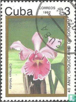 40 jaar Soroa Orchideeën park 